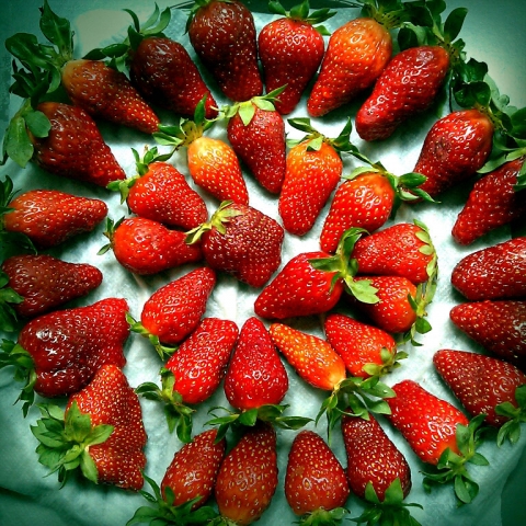 2013_04_26_erdbeeren