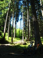 wald_5-6