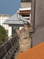 katzen-am-dach2