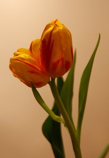 2011_03_14_zwillinge