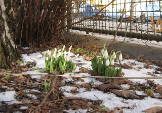 2011_01_30_fruehlingsboten