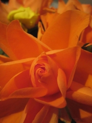 blumen_rose