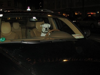der-fahrende-hund