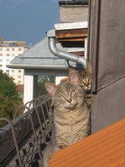 katzen-am-dach2
